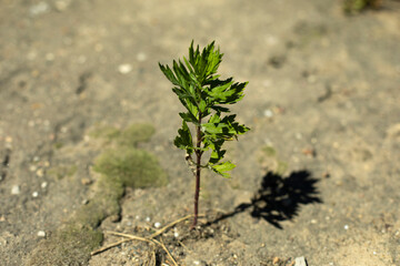 Plant grows in asphalt. One small plant in ground. Weak sprout pierced soil.
