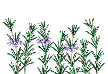 drawing rosemary with flowers and green leaves, Salvia rosmarinus, medicinal plants, aromatic herbs, hand drawn illustration