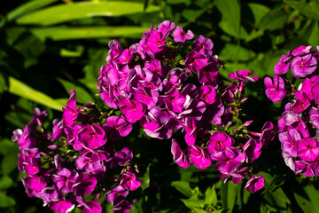 Obraz premium Flowers in garden. Summer flowers in flower bed. Details of nature.