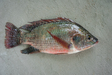 Raw nile tilapia fish, on wood, top view