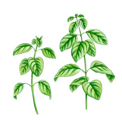drawing basil with green leaves, leaf vegetable, aromatic herbs, hand drawn illustration