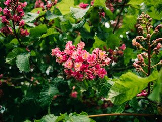 pink flowers in the garden