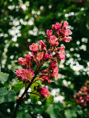 Flowers in the garden