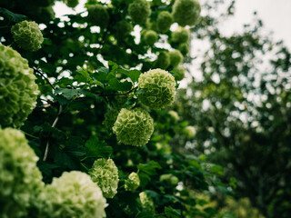 Tree foliage and flowers