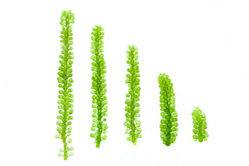 Sea grapes, green caviar isolated on white background