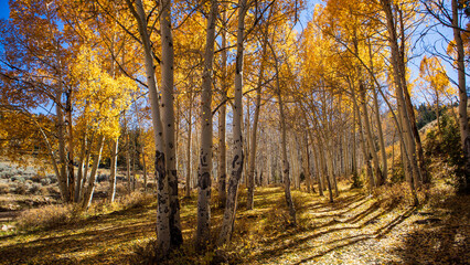 autumn in the forest