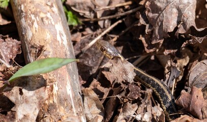 Close-up of a garter snake in dried leaves