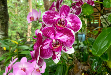 Moth orchid (Phalaenopsis amabilis), commonly known as the moon orchid
