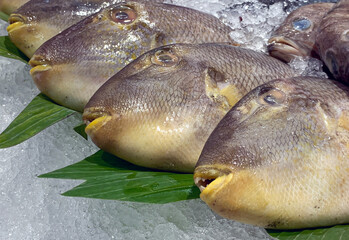 The starry triggerfish (Abalistes stellaris), or flat-tailed triggerfish, on the ice and banana leaves