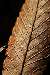 Withered zelkova leaves with veins protruding. close up macro photography.