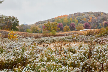 Fototapeta premium Beautiful field sprinkled with snow and colorful leaves still hanging on trees