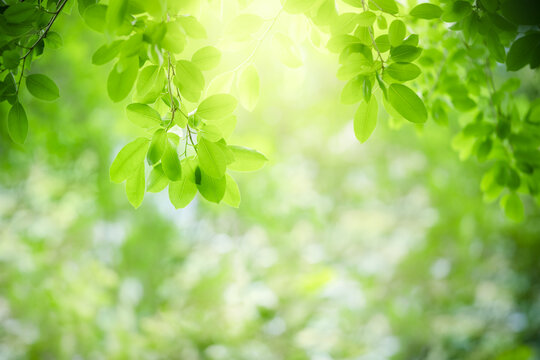 Nature of green leaf in garden at summer. Natural green leaves plants using as spring background cover page greenery environment ecology lime green wallpaper