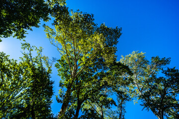 Autumnal park with trees