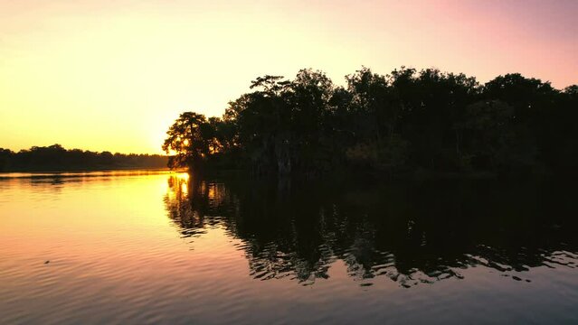 Louisiana swamp bay cypress trees moss cypress knees and fish water splash sunset