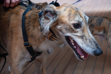 Studio portrait dog of a Galgo Espanol, Spanish Greyhound on a brown background.
