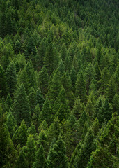 Obraz premium Pine tree forest background. Evergreen trees texture wallpaper. Large file.