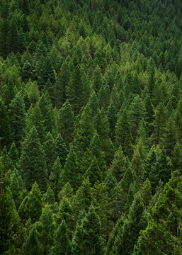 Pine tree forest background. Evergreen trees texture wallpaper. Large file.