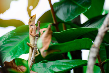 Asia Red chameleon on tree