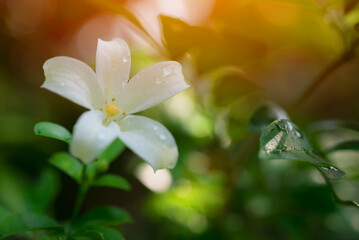 White flower Murraya paniculata or Orang Jessamin