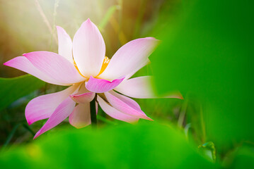 Pink Lotus flower and Lotus flower plants, beautiful lotus flower in blooming at sunset