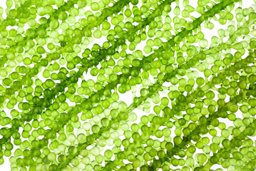 Sea Grapes , Umi-budou, Seaweed , green caviar, Healthy sea food  background © samurai
