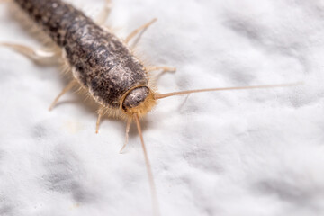 Silverfish insect, Lepisma saccharina, walking on a white wall