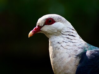 Magnificent male White-headed Pigeon in exotic beauty.