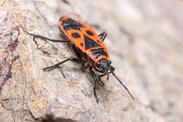 Pyrrhocoris apterus walking on a rock under the sun