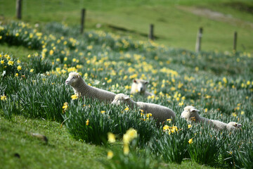 Spring lambs and sheep in a paddock of daffodils