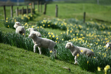 Spring lambs and sheep in a paddock of daffodils © Lakeview Images