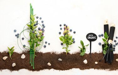 Gardening composition with fresh blueberry on neutral background.