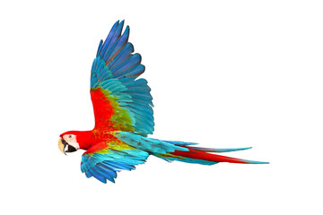 Colorful Green wing macaw flying isolated on white background.