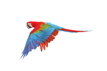 Fototapeta premium Colorful Green wing macaw flying isolated on white background.