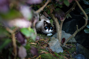 Black, brown, white cat with ice-blue eyes hiding in the bush under leaves in the garden