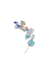 Eucalyptus branch illustrations watercolor,  PNG illustration, Watercolor illustration of eucalyptus with transparent background