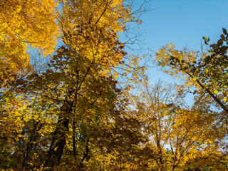 Fototapeta premium Autumn colors in forest