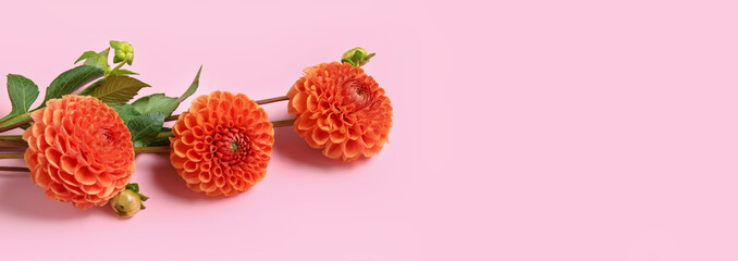 Beautiful dahlia flowers on pink background with space for text