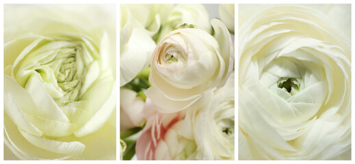 Collage with beautiful ranunculus flowers, closeup