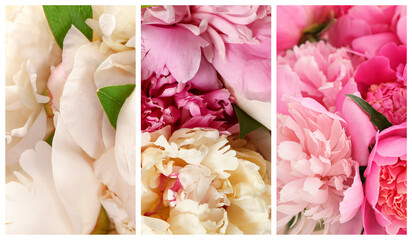 Collage with different beautiful peony flowers, closeup