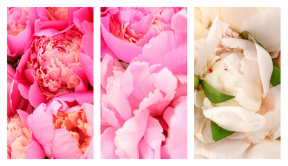 Collage with different peony flowers, closeup