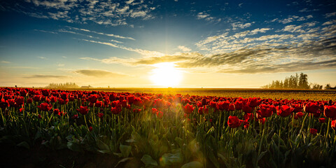 Wide-angle shot of a red tulip field at sunrise