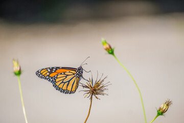 Monarch Butterfly on a Dead Flower