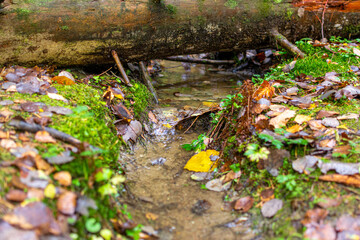 autumn leaves in the forest and small flow of water