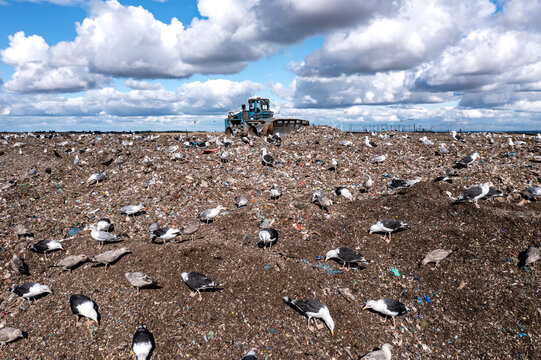 Bulldozer moving waste on a landfill site with seagulls scavenging