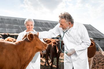 Veterinarians examining cows in paddock on farm