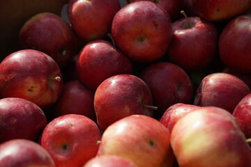 Fototapeta na wymiar Apples of different varieties on sale at the market.