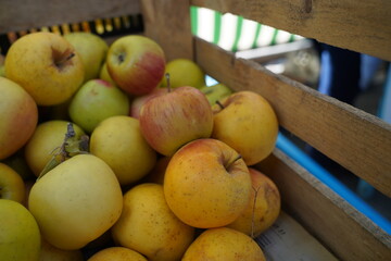 Apples of different varieties on sale at the market.