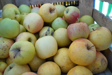 Naklejka na ściany i meble Apples of different varieties on sale at the market.