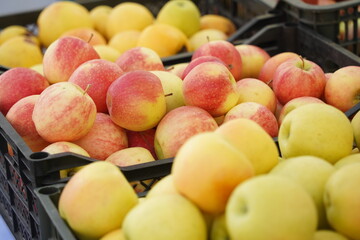 Apples of different varieties on sale at the market.