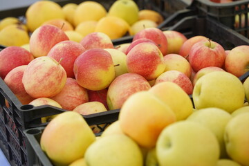 Apples of different varieties on sale at the market.